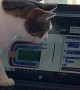 Cat Thwarts Attempt to Buy Tickets