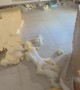 Naughty Labrador Makes a Huge Mess