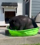 Piggy Cools Off in Tiny Pool