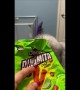 Maine Coon Munches On Powdery Chips