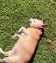 Elderly Dog Refuses To Leave Warm Sun