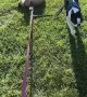 Boston Terrier Takes Lazy Friend For a Walk