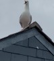 Seagull Says Wow