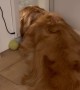 Dog Doesn't Mind Closing Door