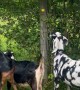 Happy Goats Munch on Overgrowth
