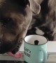 Dog's Tongue Flicks Liquid From Mug