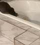 Curious Cat Falls Into Bathtub
