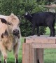 Goat Jumps On Cow's Back