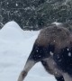 Hungry Moose Finds Bird Feeder