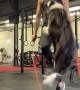 Border Jumps Rope With Owner