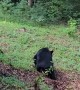 Eugene the Bear Caught Snooping Around Cabin