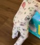 Baby Tumbles Over Diaper Box