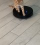 Orange Cat Rides Robot Vacuum