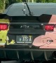 SpongeBob and Patrick Car Wrap