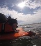 Parrot And Cats Bodyboard Together