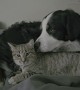 Purring Foster Cat Cuddles With Loving Dog