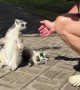 Man Hangs Out With Zoo Lemur