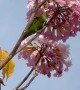Parakeet Plucks Pink Petals Perched Upon Ipe Tree