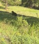 Family Sees Bear Up Close in National Park