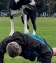 Border Collie Helps With Push-Ups