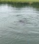 Bear Bobs and Dives Near Fishing Boat