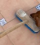 Broom Is Dachshund's Enemy