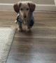 Clothed Dachshund Strikes An Awkward Pose