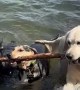Three Dogs Work Together To Retrieve Stick