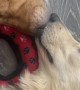 Sweetly Sleeping Boop To Boop