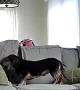 Security Cam Captures Dog Getting Cozy on the Couch