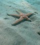 Big Starfish With Missing Leg