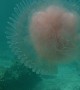 Diver Encounters Big Pink Jellyfish