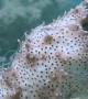 Sea Cucumber Reproduction