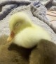 Sleepy Little Duckling
