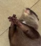 Splash the Otter Juggles an Ice Cube