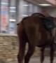 Horse Hitched Outside Fast Food Restaurant