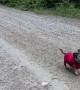 18-Year-Old Dachshund Goes For a Nature Walk