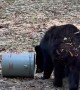 Black Bear Takes Off With Woman's Bucket