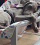 Weimaraner Puppy Naps In Baby Seat