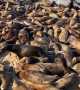 Hundreds Of Sea Lions At Monterey Beach