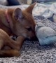 Parrot Disturbs Shiba Puppy's Peace