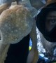 Friendly Octopus Climbs On Diver
