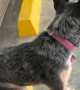 Blue Heeler Sits On Parking Block Like A Person