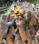 Monkeys Devour Bunches Of Bananas