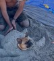 Dog Transforms Into a Sand Turtle