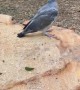 Pigeon Rescue and Successful Rehabilitation
