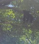 Bear Cubs Hang Out in Tree