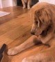Goofy Golden Plays With Vacuum
