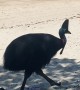 Cassowary Crashes Beach Picnic