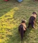 Otters Chase Dog Out of Yard